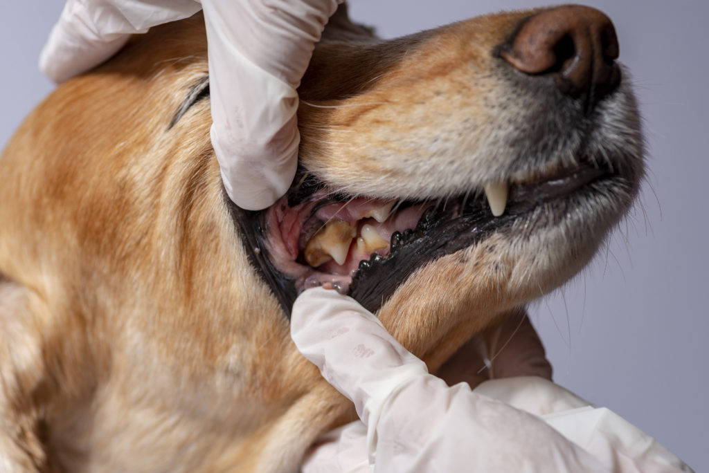 зубной камень у собак