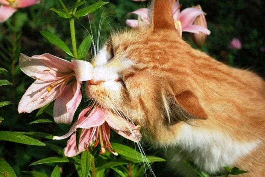 Коты и лилии