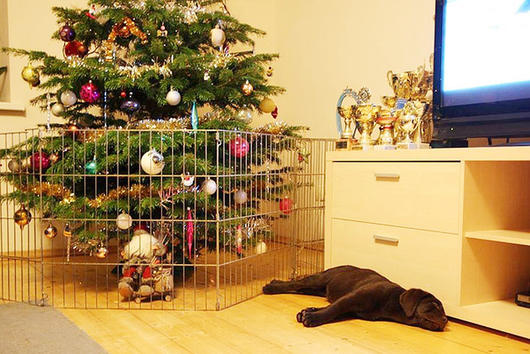 защита новогодней елки от собаки