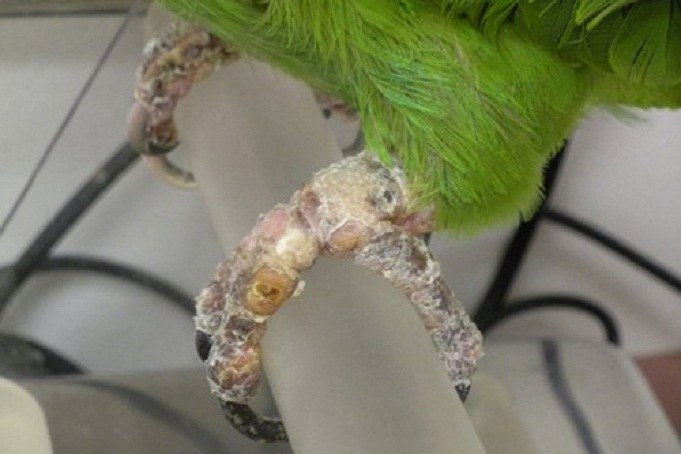 Лечение дерматита у попугая