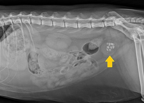 рентген МКБ у кошек