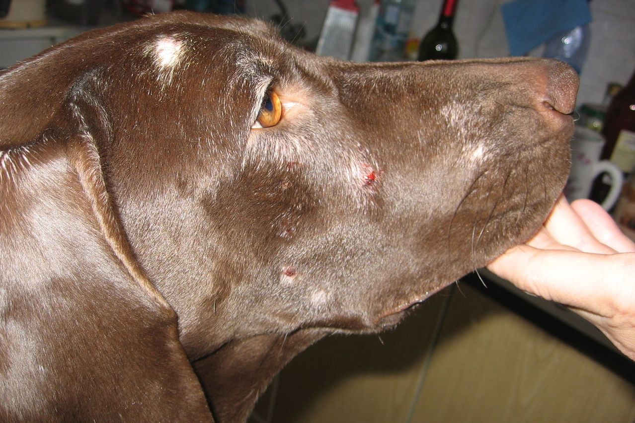 Парвовирусный энтерит собак: симптомы, лечение, прививки