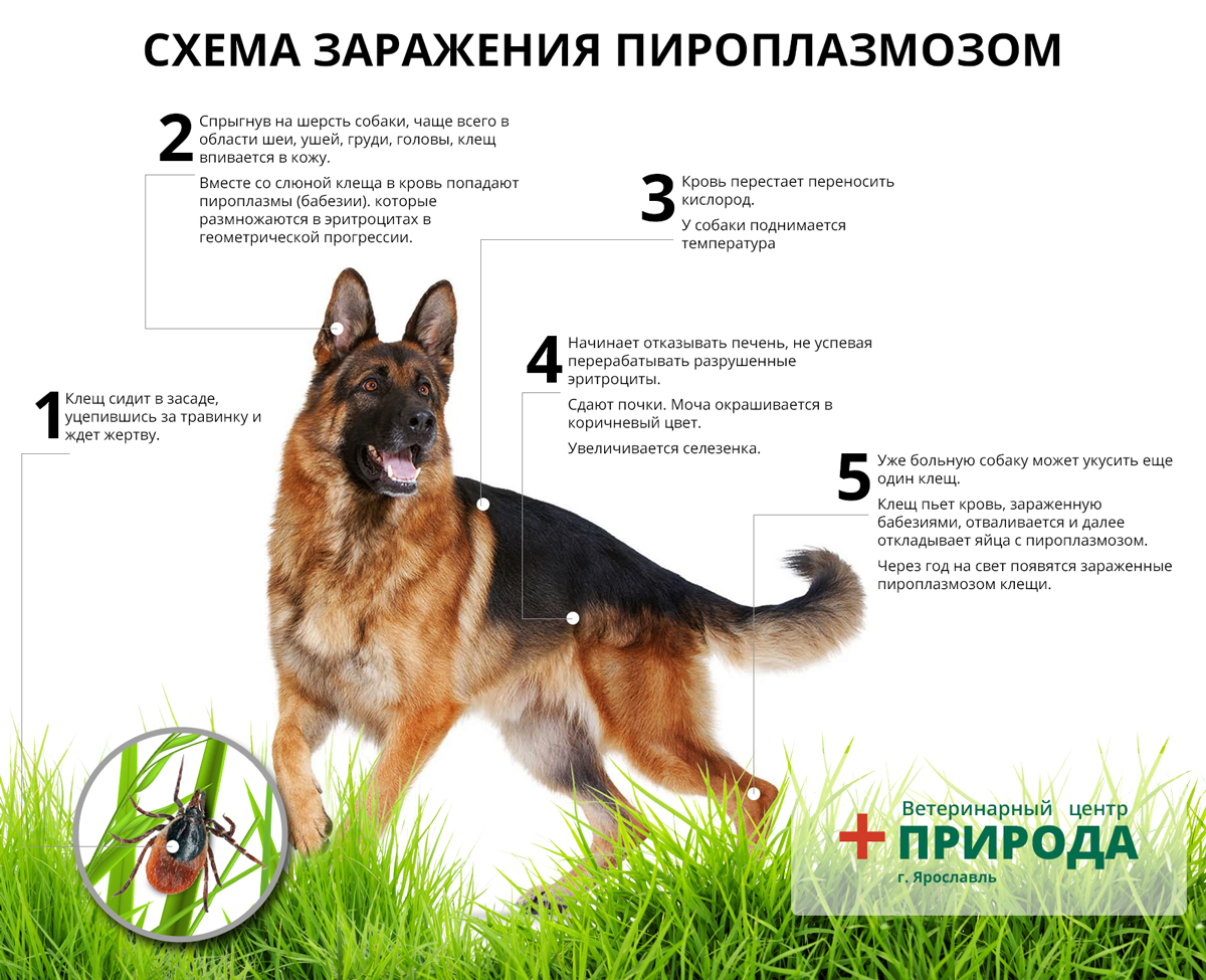 Схема заражения пироплазмозом, пироплазмоз у собак