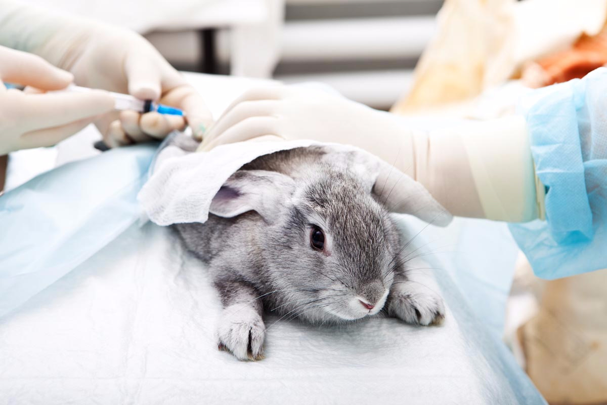 лечение декоративных кроликов 