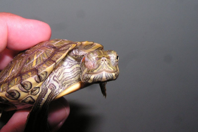 У красноухой черепахи опухли глаза – как лечить?
