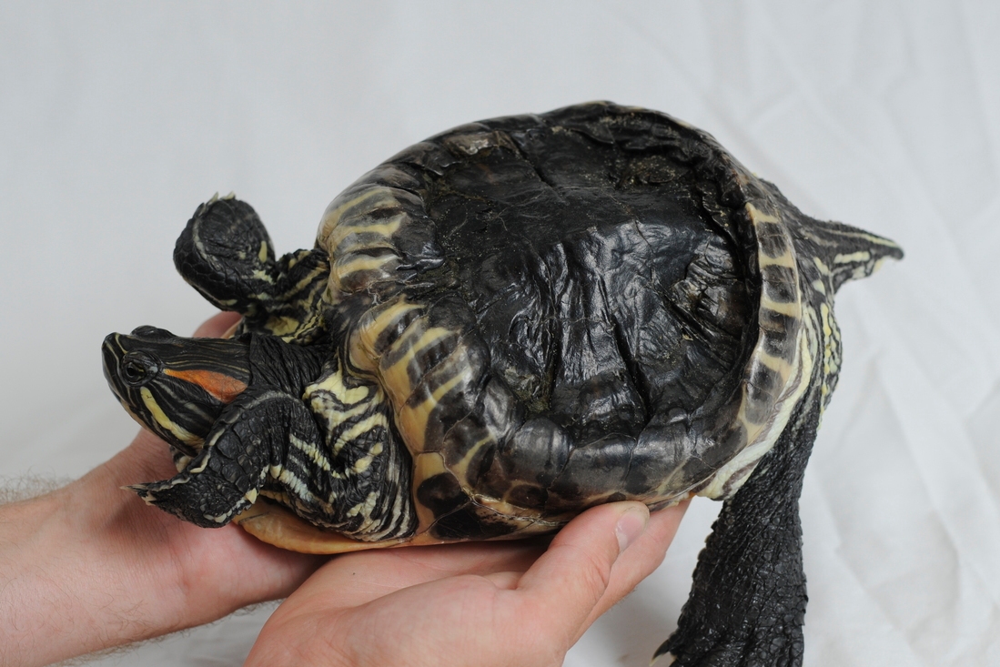 Грибок на панцире у красноухой черепахи: симптомы, лечение, линька
