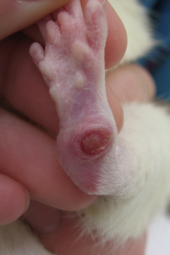Проблемы с кожей у крыс - статьи о ветеринарии «Свой Доктор»