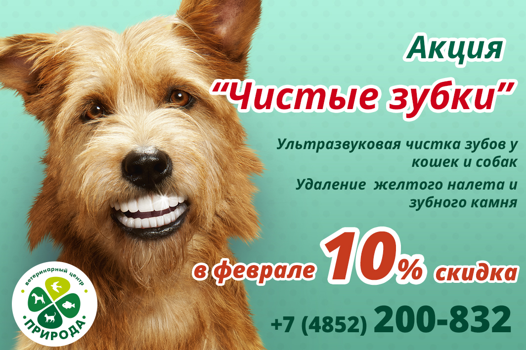 Ультразвуковая чистка зубов у собак и кошек в Ярославле со скидкой