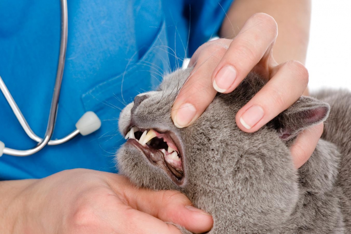 Стоматология для кошек и собак