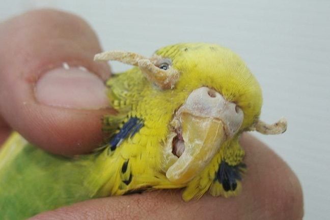 Кнемидокоптоз у попугаев