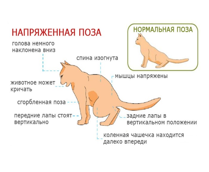 признак мочекаменной болезни у котов и кошек