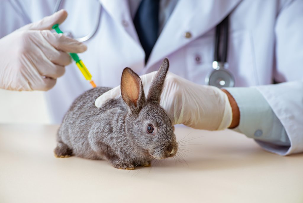 вакцинация кроликов
