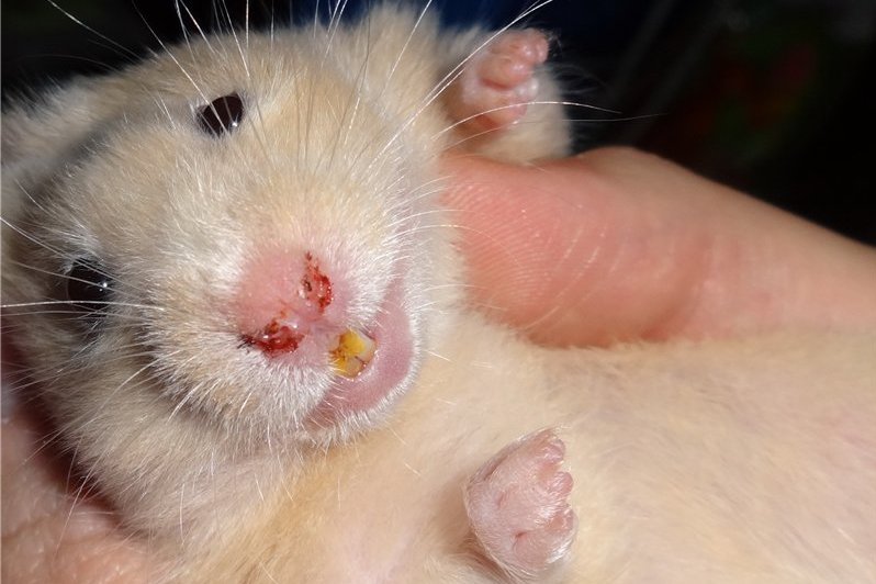 Простуда у крыс | Крыски - наши маленькие хвостатые друзья! | VK