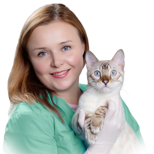 Ветеринарный врач Кошутина Анна Анатольевна