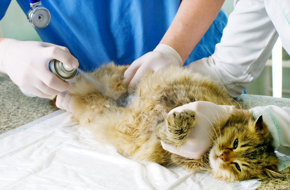 стерилизация кошек Ярославль