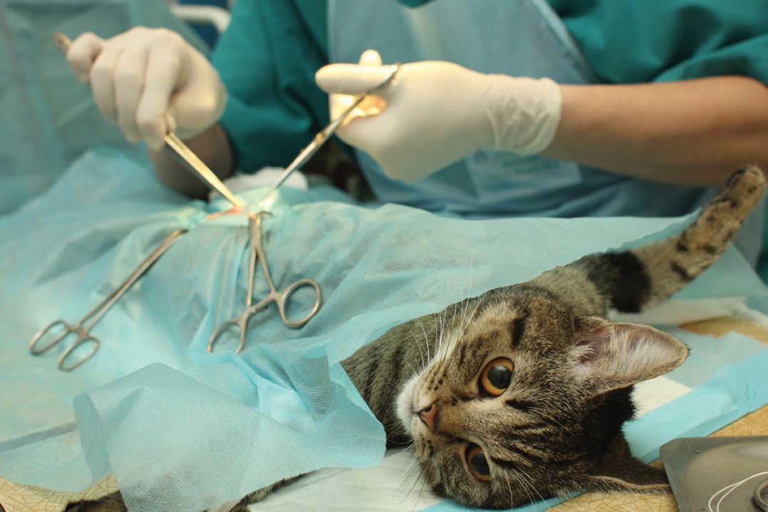 Операция у кошки