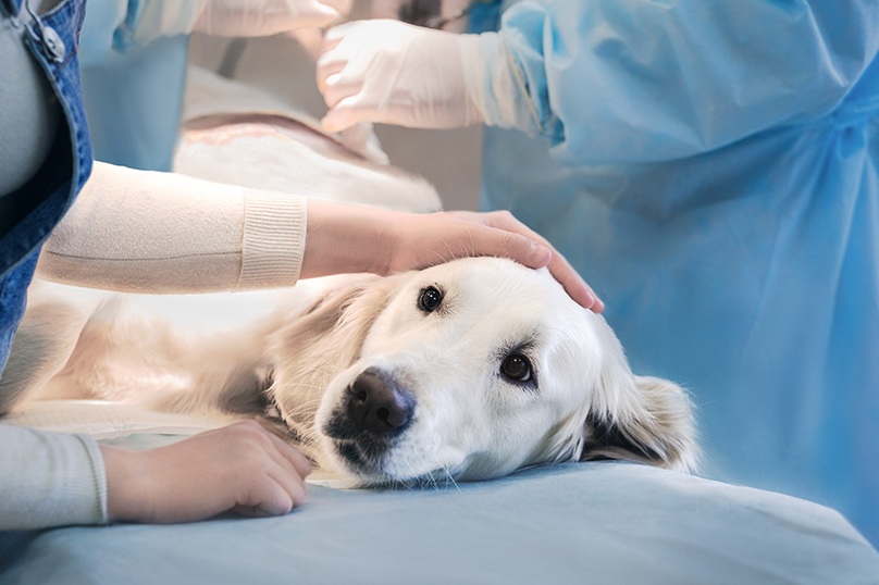 Ветеринарная гинекология и акушерство