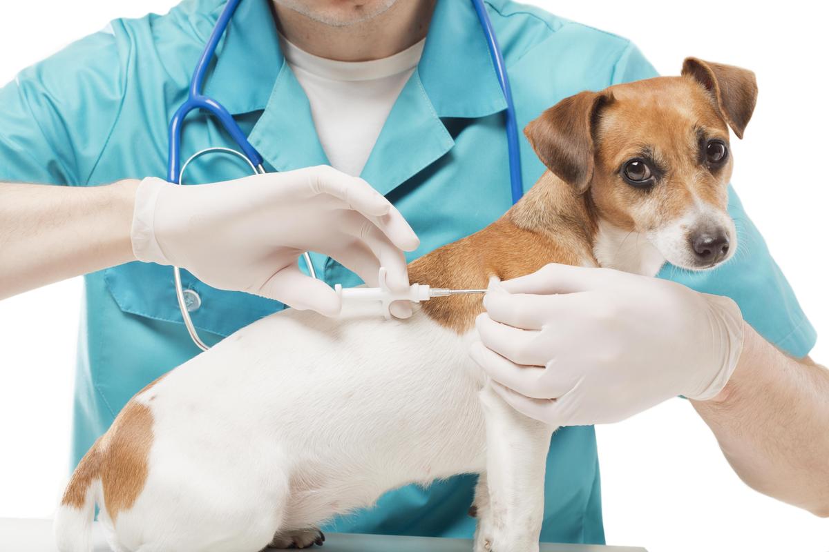 Вакцинация собаки